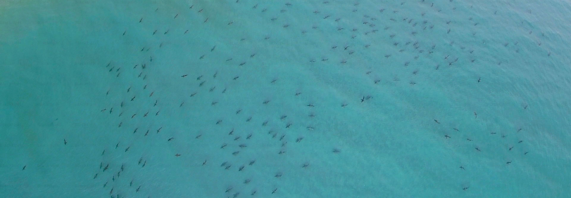 Thousands of blacktip sharks swimming along the beach in Florida