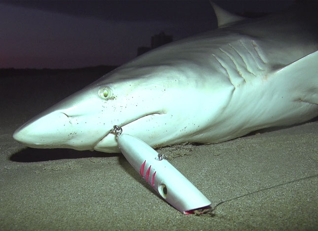 Blacktip shark with caught on an artificial lure
