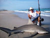 Mike Palmer with a bull shark caught from the beach during the 2008 Blacktip Challenge shark fishing tournament in Florida