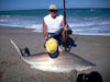 Monster blacktip shark caught during the 2008 Blacktip Challenge shark fishing tournament in Florida