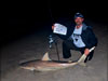 Blacktip shark caught by Chris Salomoni during the 2011 Blacktip Challenge shark fishing tournament in Florida