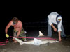 Marcus Schnellenberger measuring a blacktip shark during the 2011 Blacktip Challenge shark fishing tournament in Florida