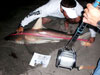 Blacktip shark being measured by William Fundora during the 2011 Blacktip Challenge shark fishing tournament in Florida