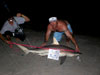 William Fundora with a blacktip shark caught during the 2011 Blacktip Challenge shark fishing tournament in Florida