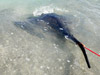 Giant roughtail stingray caught by CJ Floyd during the 2012 Blacktip Challenge shark fishing tournament in Florida