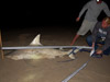 162lb blacktip shark caught by Melissa Showman during the 2013 Blacktip Challenge shark fishing tournament in Florida