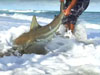 Kanalgratis episode of the Blacktip Challenge shark fishing tournament - Part 1