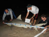 Bull shark caught by Hammer and the Phenoms in the 2015 Blacktip Challenge