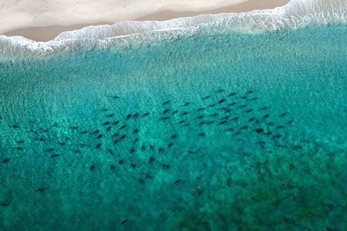 1000s of blacktip sharks migrate to Florida