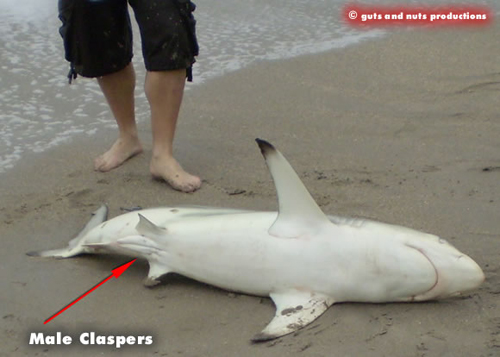 Claspers are sexual reproductive organs found only on a male shark